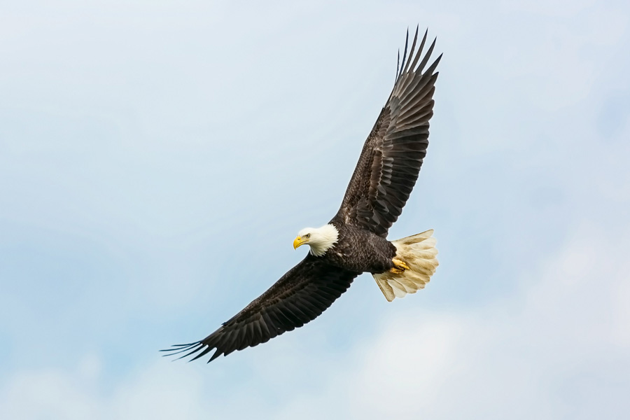 Ein Adler breitet die Flügel aus